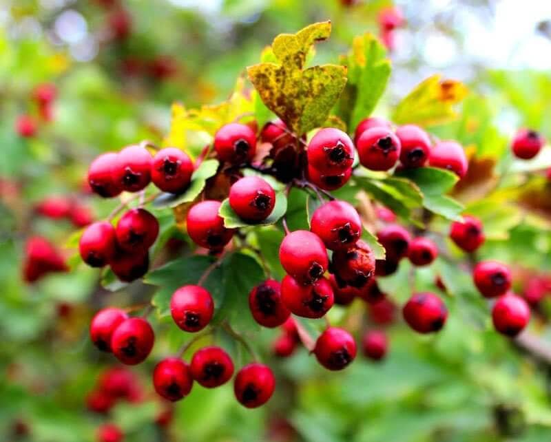 WEÖRES SÁNDOR: GALAGONYA