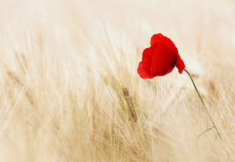 ISMERŐS A VILLAMOSON