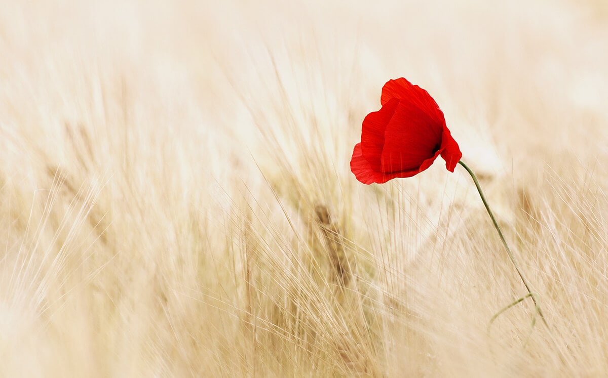 ISMERŐS A VILLAMOSON