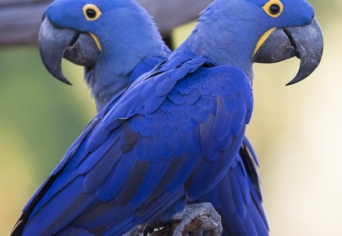 MARIO VARGAS LLOSA ÉS AZ AMAZÓNIAI ŐSERDŐ