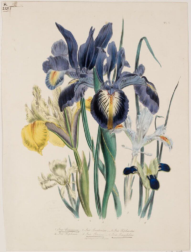 ruskin.ashmolean.org