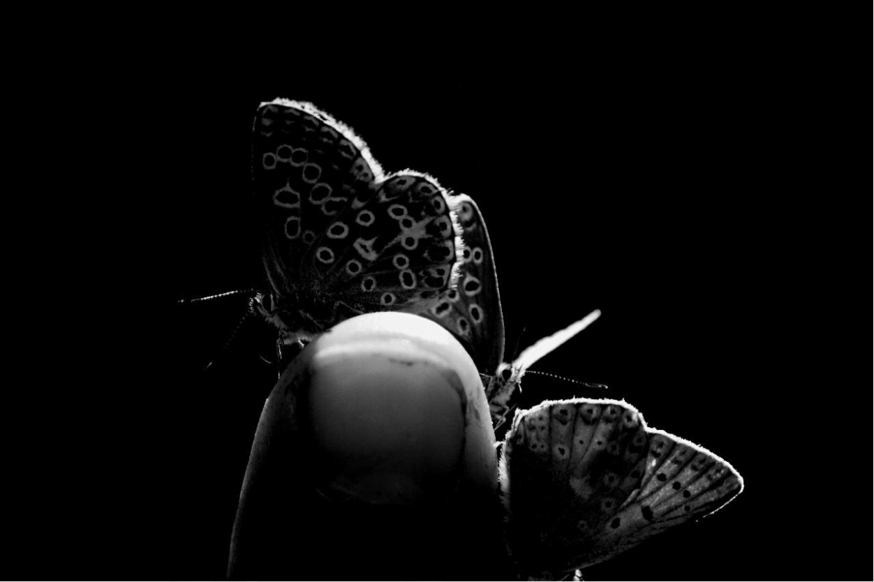 CSAK MÍG VISSZAJÖN