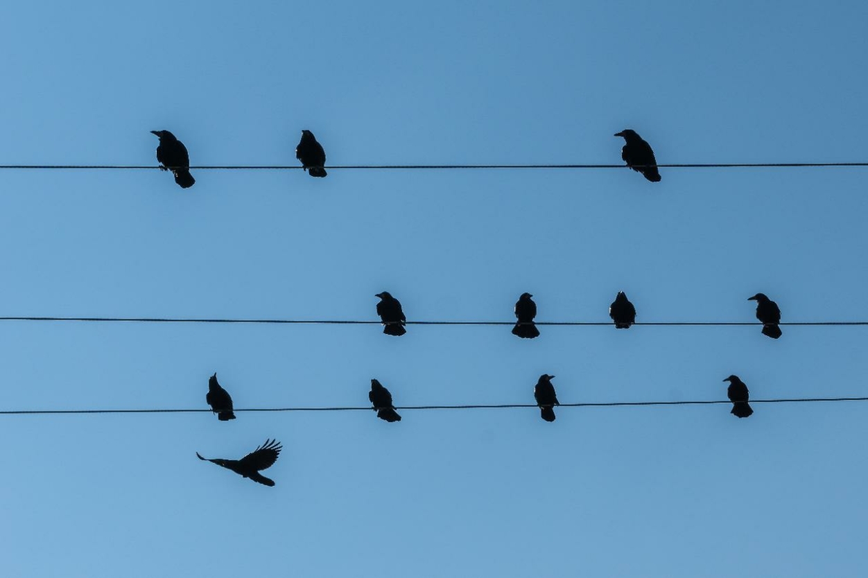 A VERS ÉLETTANA – JÉKELY