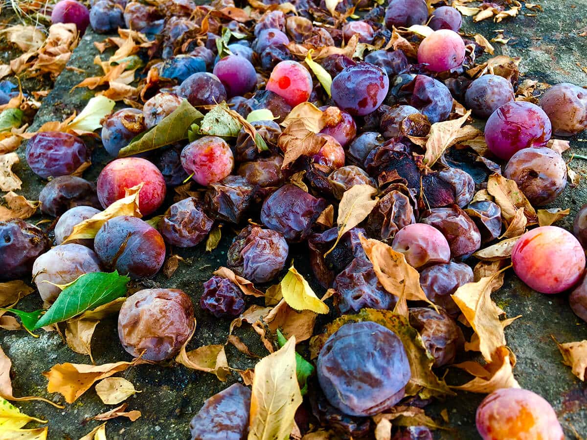 MAJDNEM ELVISELHETETLEN