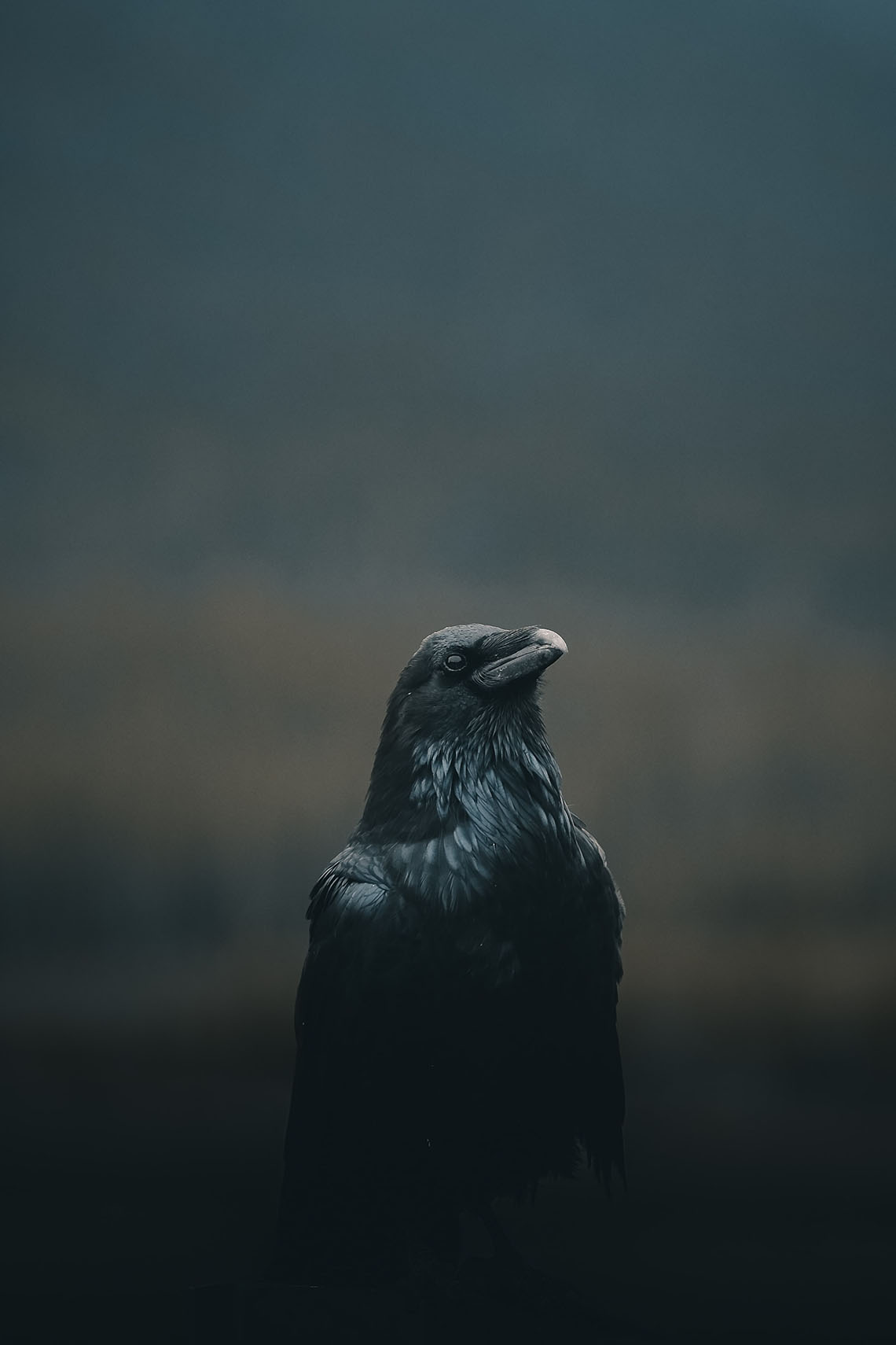 VARJÚ