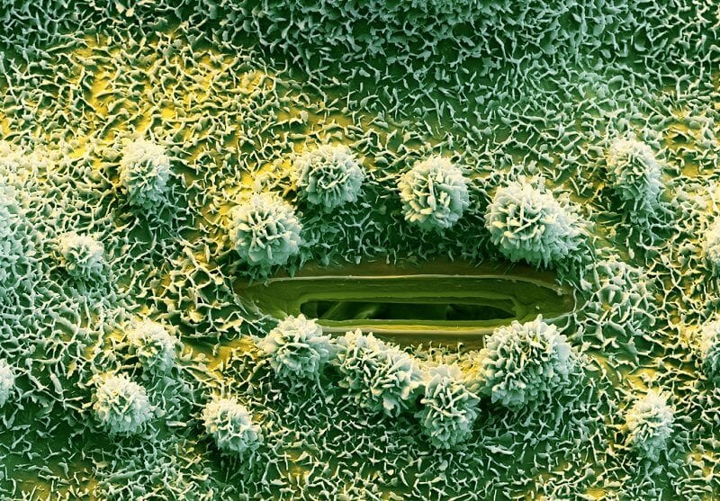 BASF - We create chemistry, flickr.com 