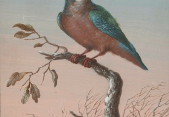 VILÁG VADJAI, EGYESÜLJETEK