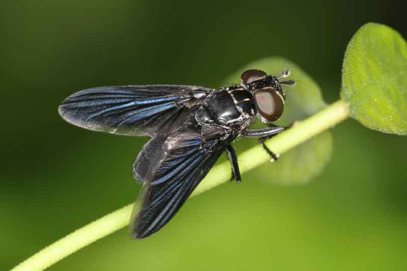 John Flannery, flickr.com