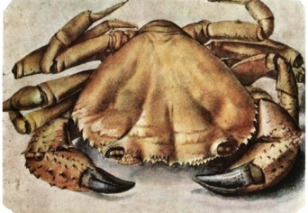 AZ ÁLLATI JELENSÉG