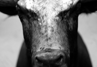 A BÁRÁNYOK HALLGATNAK