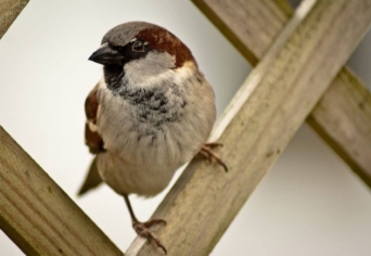 ÖNARCKÉP VERÉBBEL