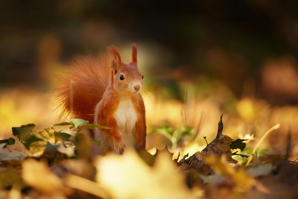AHOL AZ UTAK ELÁGAZNAK
