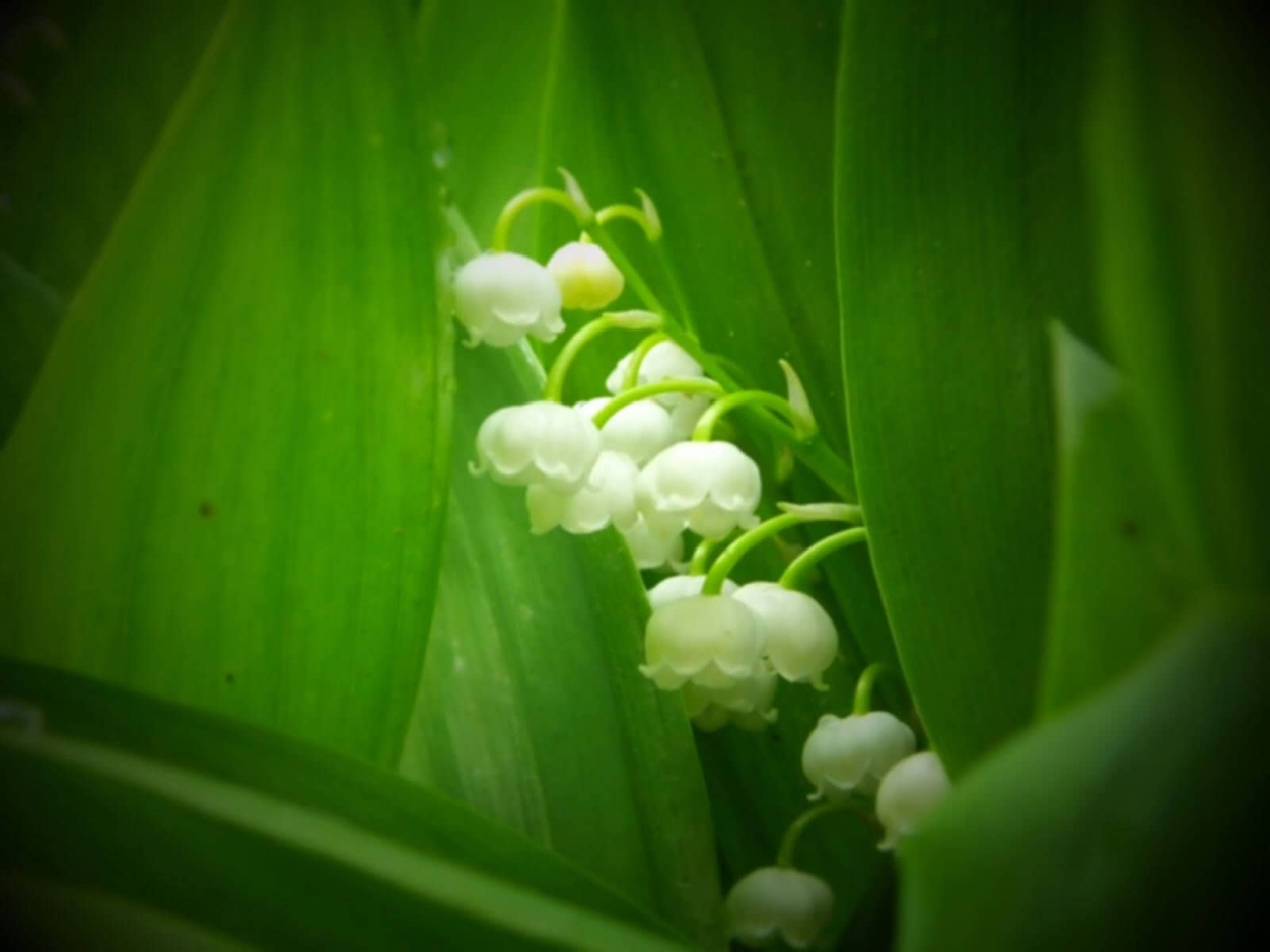 KISÚJBÁNYAI LEVÉL