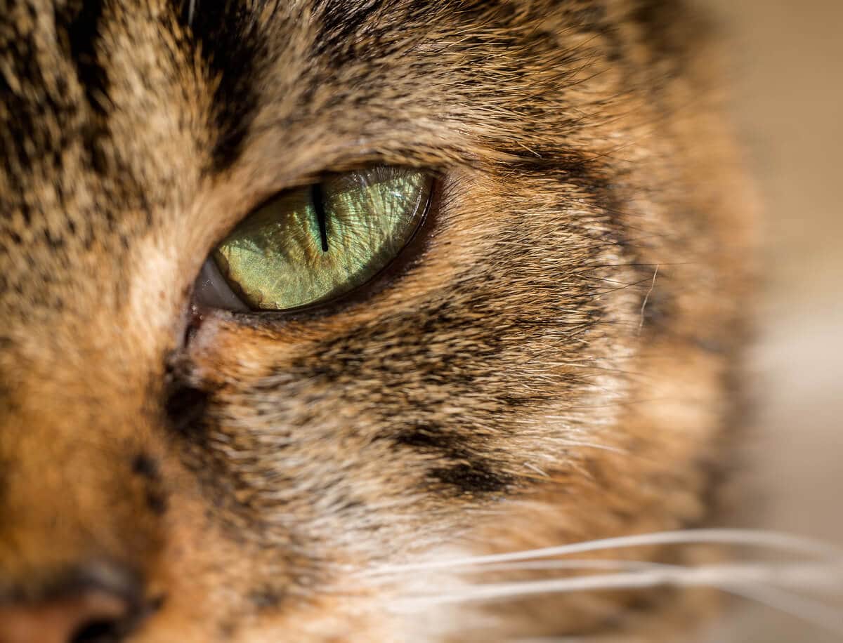 CIRMOS, AVAGY A TEJ ÖL