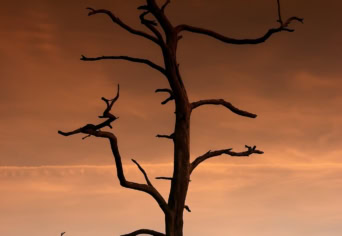 VIGYÁZÓFA A KÖLCSEY-HÁZ HELYÉRE