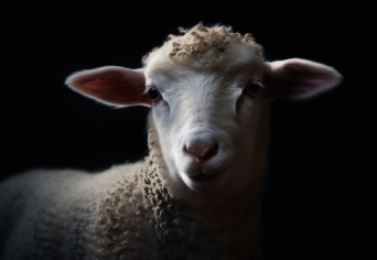 EGY NÉPBALLADÁRÓL