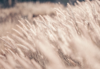 „NEM ZÖRÖG A HARASZT, HA A SZÉL NEM FÚJJA”