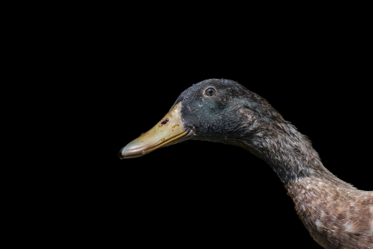 VADKACSÁK ÉS NEMZEDÉKEK