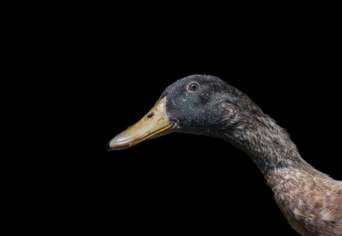 VADKACSÁK ÉS NEMZEDÉKEK