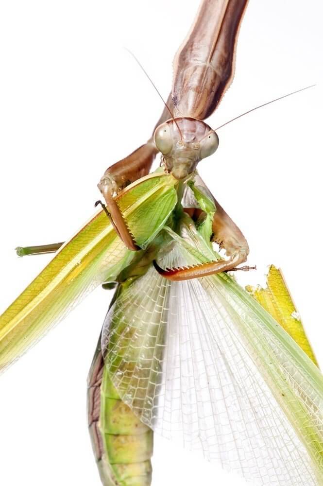 A NAGY TAVASZ 1 A NAGY TAVASZ