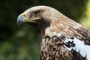 EGY ORNITOLÓGUS NAPLÓJÁBÓL