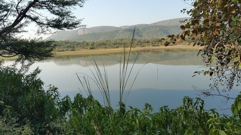 VISSZA A JÖVŐBE 2 Sariska tigris rezervátum, wikipedia.com