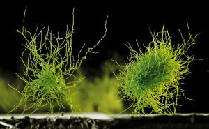 A BIOTECHNOLÓGIA ÉS A FENNTARTHATÓ MEZŐGAZDASÁG
