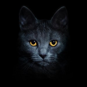 TÁRLATLÁTOGATÁS EGY MACSKA AGYÁBAN
