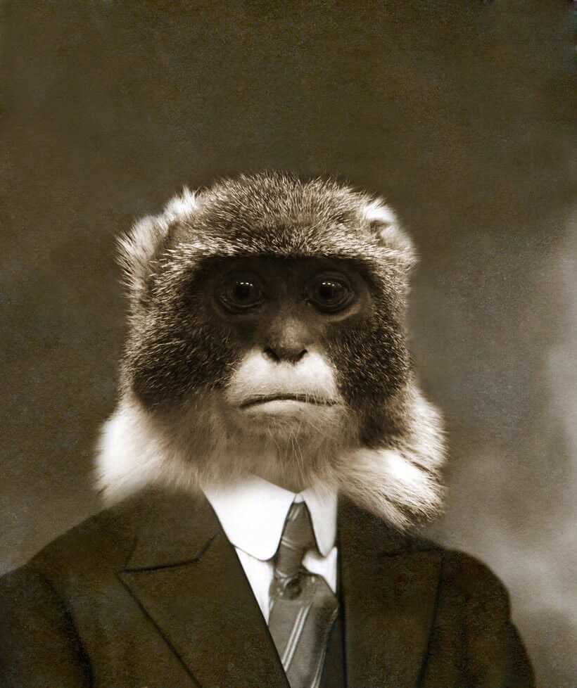 Singe en costume