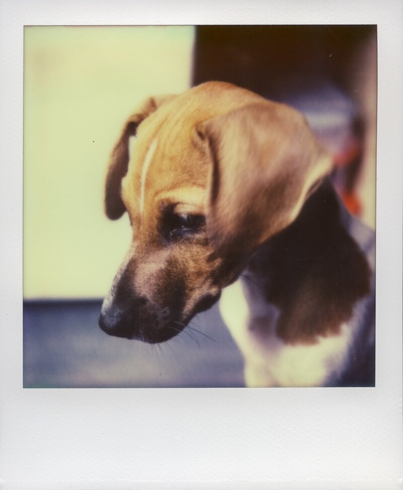 POLAROID 2 liptak2 0407