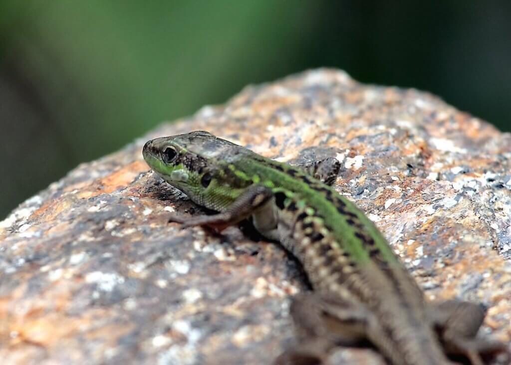 A GIGANTIKUS „KÍSÉRLET”