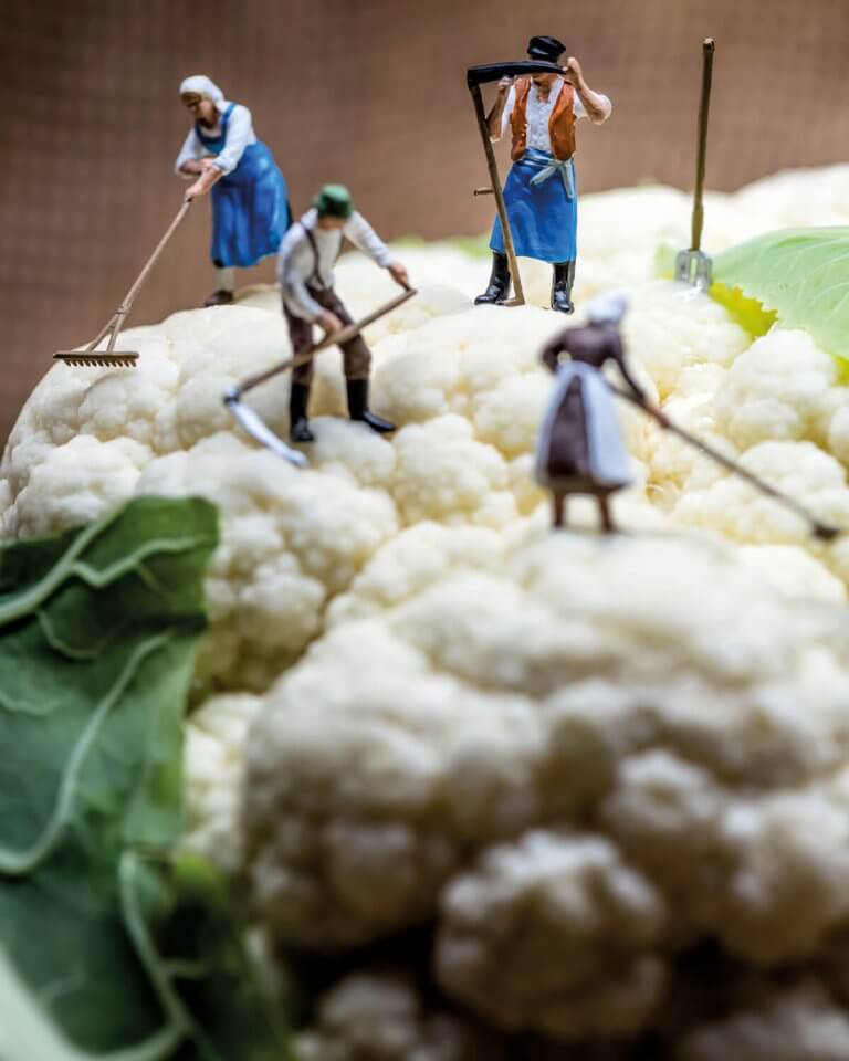 Ligetszépe II – ökológiai olvasókönyv