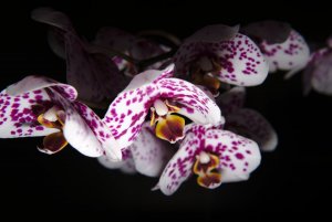 A KIRÁNDULÁS