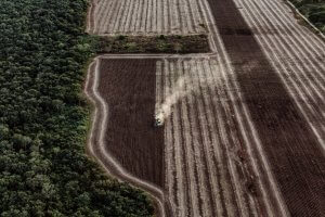 A MENNONITÁK ÉS A GMO SZÓJA