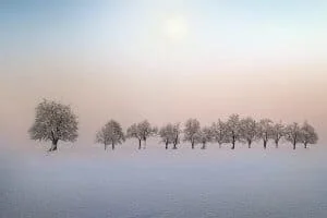 ZÚZMARA