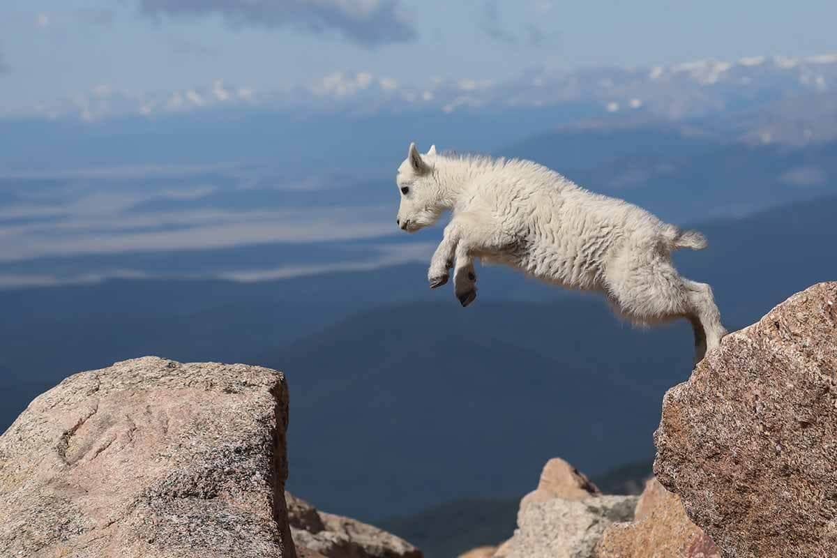 goat043