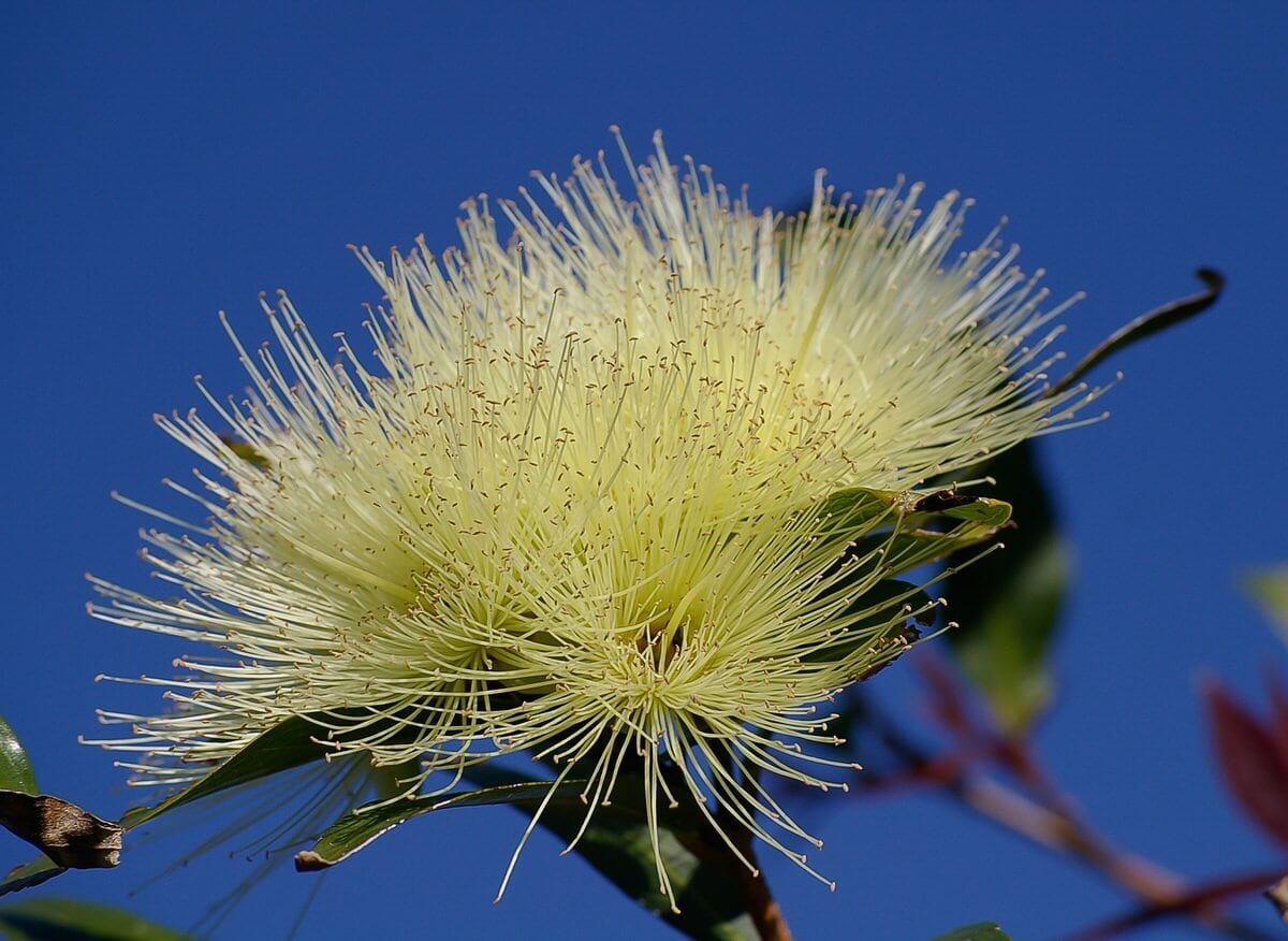 tree nature branch blossom plant white 927060