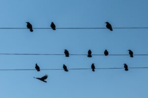 A VERS ÉLETTANA – JÉKELY
