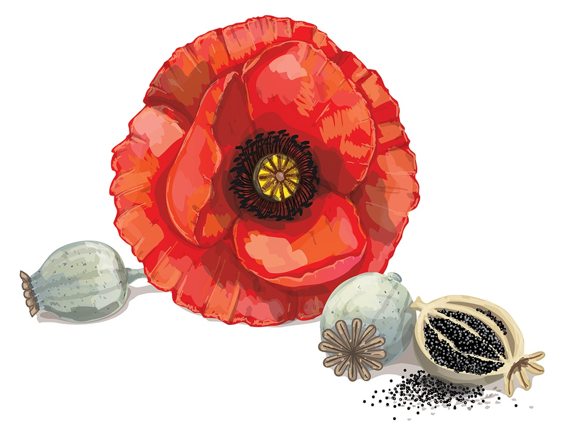 ZSENIÁLIS TERMÉSZET