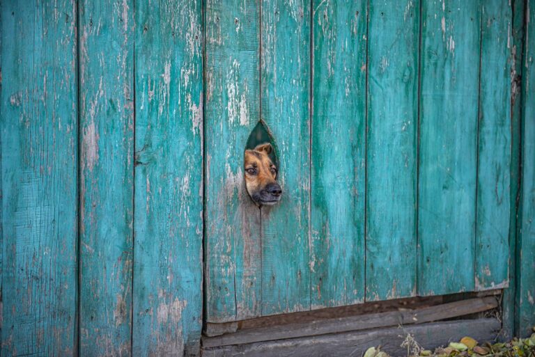 AZ ELHALLGATTATOTT EB