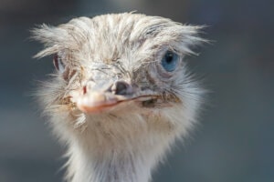A NANDU