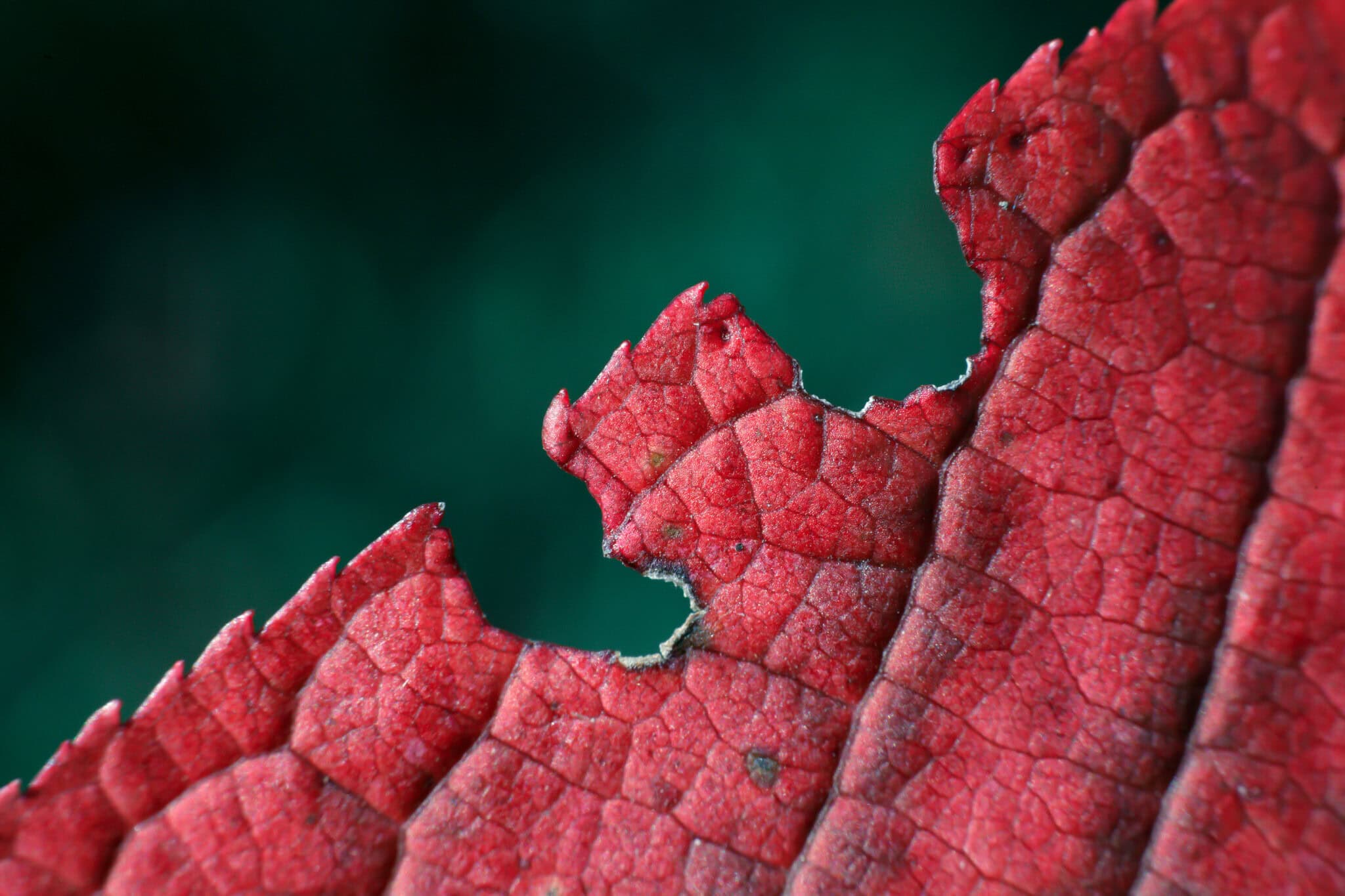 vecteezy beautiful carved edge autumn maroon leaf macro photo high 50346722