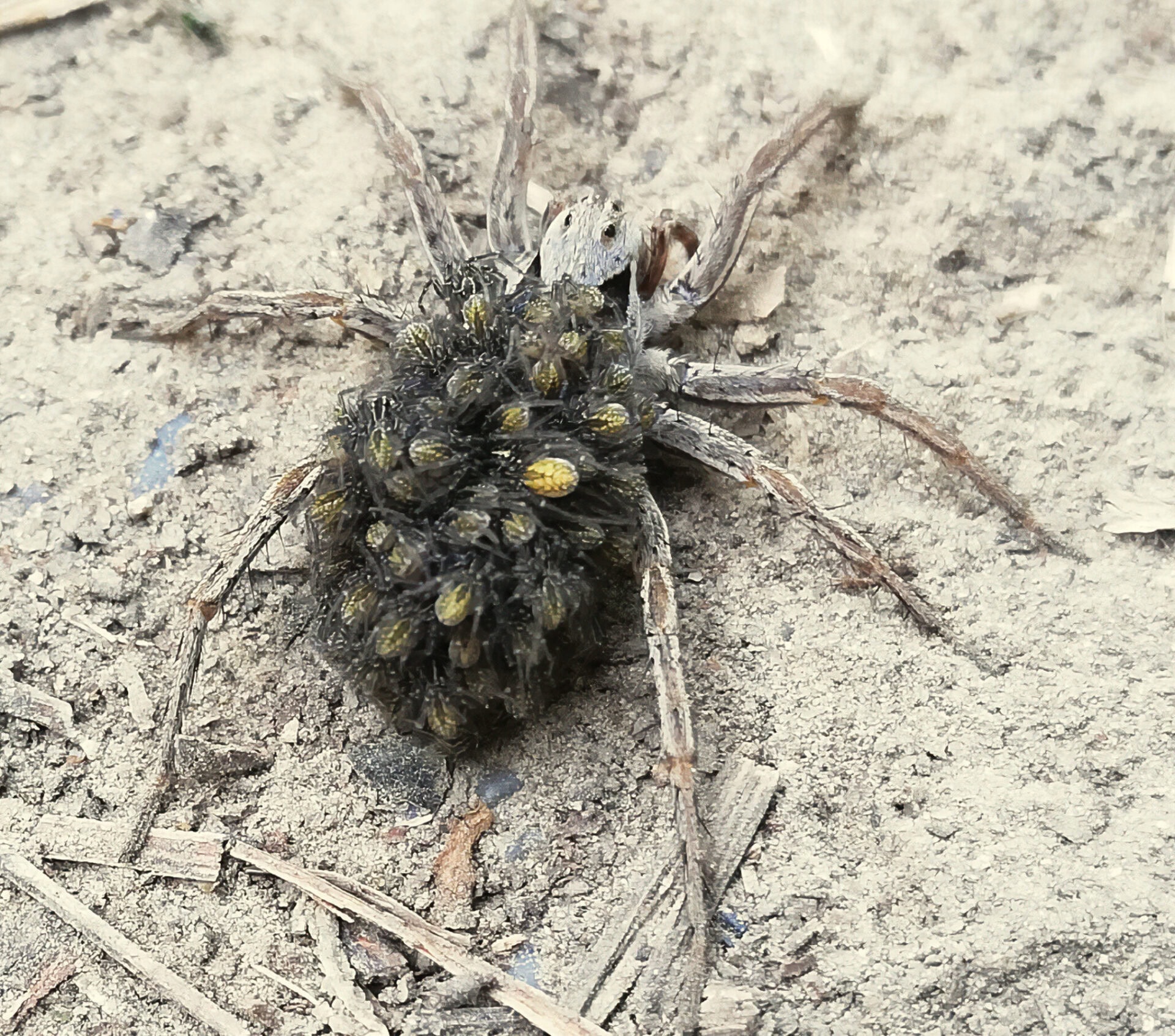 FELFELÉ VAGY LEFELÉ?