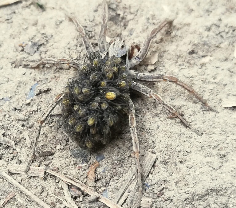 FELFELÉ VAGY LEFELÉ?