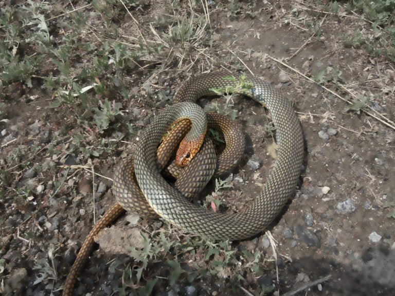 TÖRPÉK ÉS ÓRIÁSOK A SAS-HEGYEN