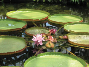 A SZALAGFŰTŐL A VÍZIDARÁIG