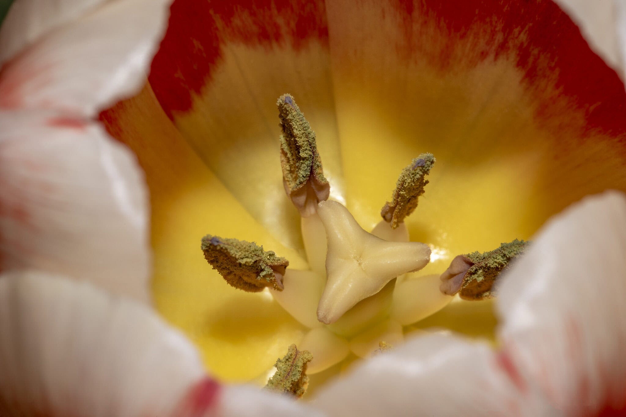 vecteezy macro photo of the stamen and pistil of a tulip flower 2307746
