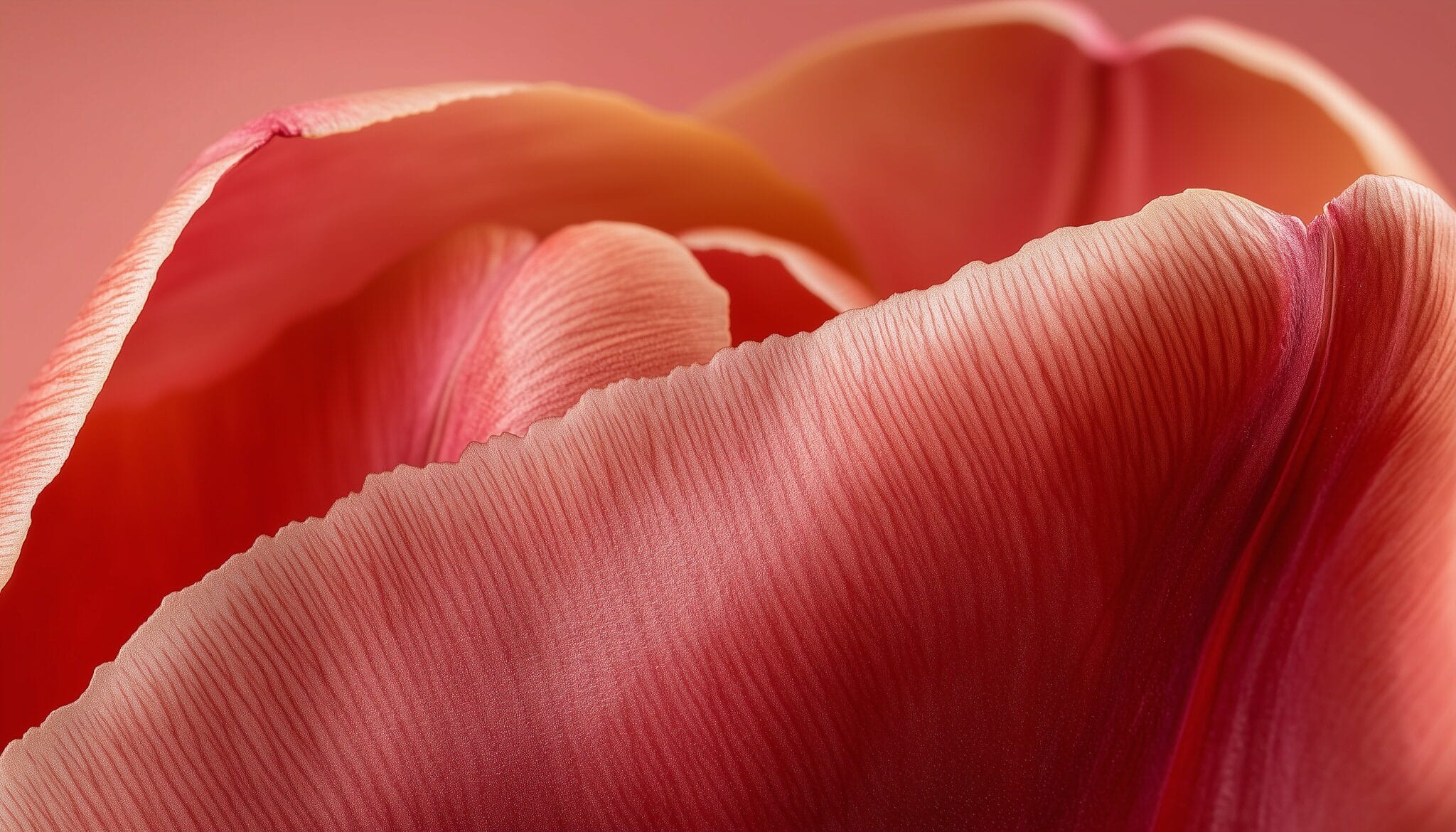 vecteezy tulip flower extreme closeup macro photo detail foliage 50052266