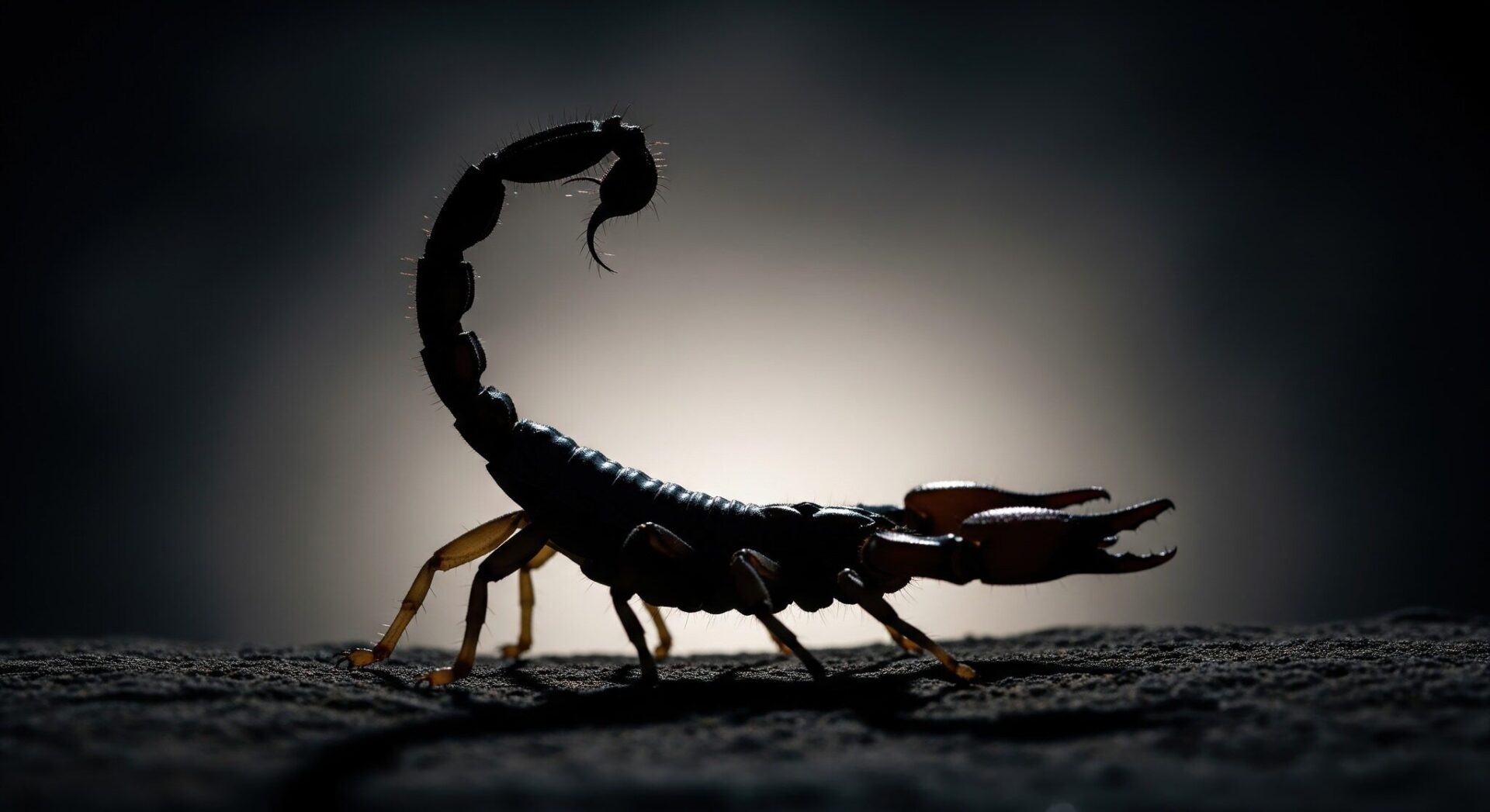 A HALDOKLÓ SKORPIÓ HÁZA: DE (ÉN DALOLLAK)