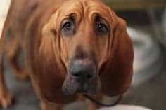 Read more about the article Thrown from the Scent